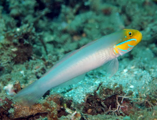 Blåøjet sandspiser (Valenciennea strigata)